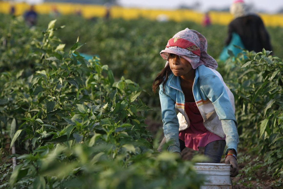 A 12-year-old girl picks chile peppers near Teacapan, Sinaloa. An estimated 100,000 children work in Mexican fields for pay, many for farms that export produce to the U.S. and Canada