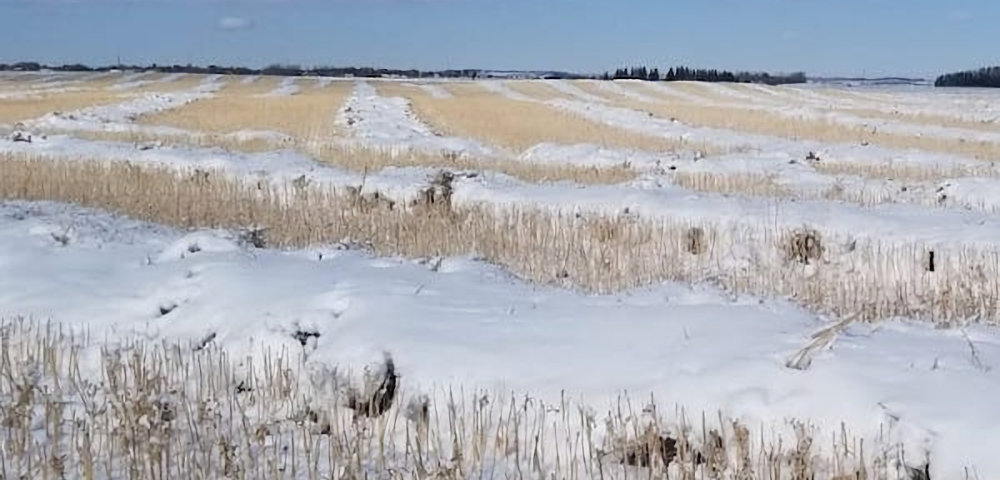 Prairie farmers pay high price for Cold War with China