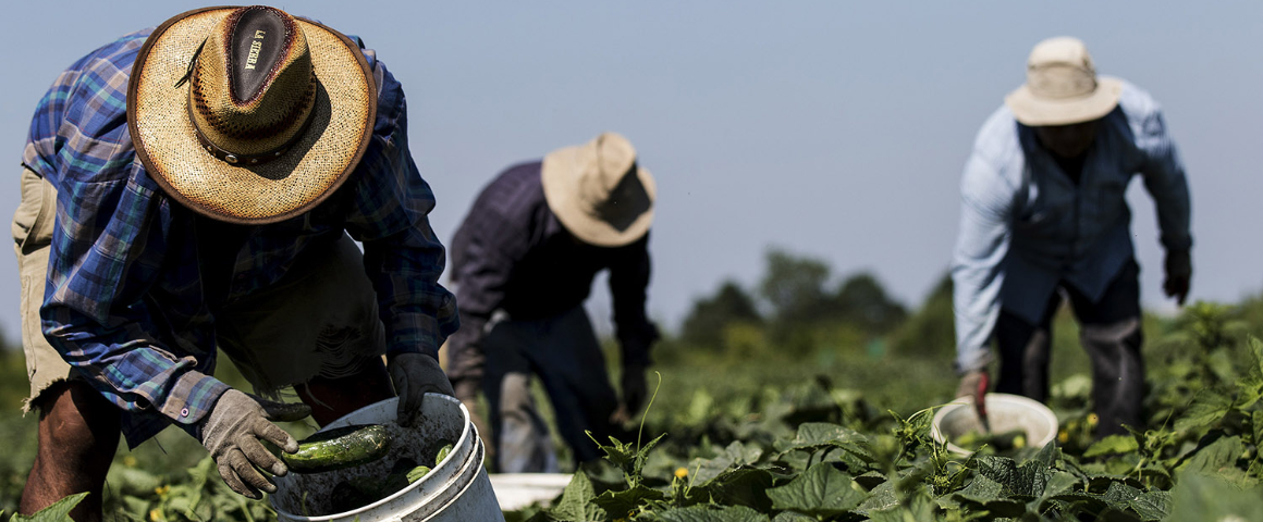 Union releases report on migrant agricultural workers, calls for urgent reforms including unionization